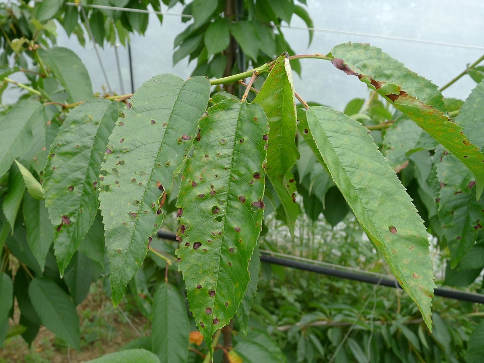 Muster_20170704_Pseudomonas_Kirsche (4zu3).JPG